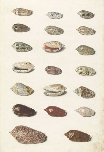 Twenty Tropical Shells