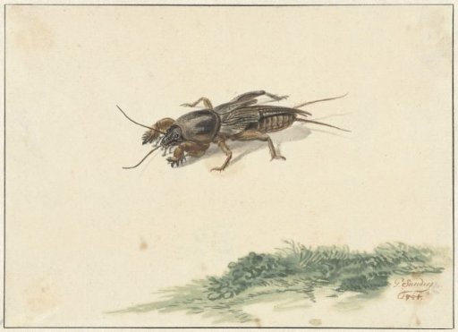 Insect