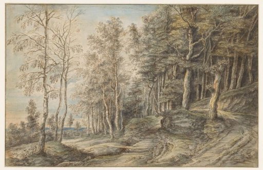 Forest landscape