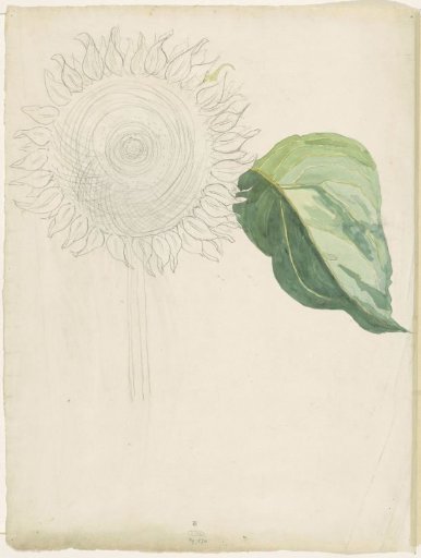 Sunflower and leaf