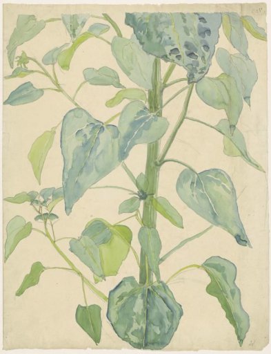 Stalk and Leaves of a Sunflower