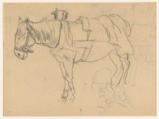 Harnessed horse and head studies