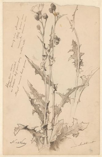 Thistle