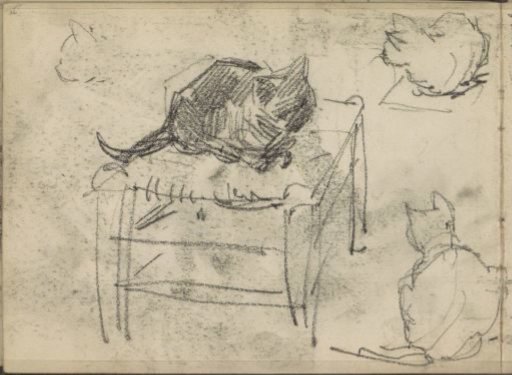 Cats and a Cat's Head