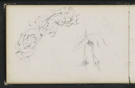 Ivy and a flower bud