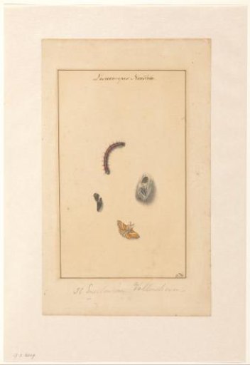 Caterpillar, egg, cocoon and butterfly of Lasiocampus Neustria