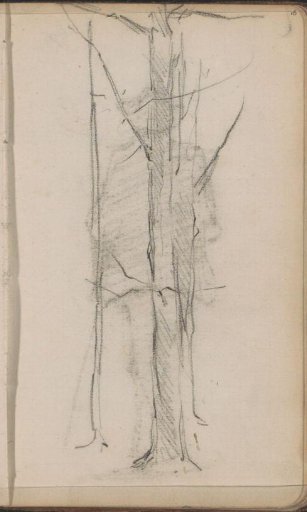 Tree trunk