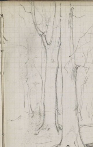 Tree Trunks