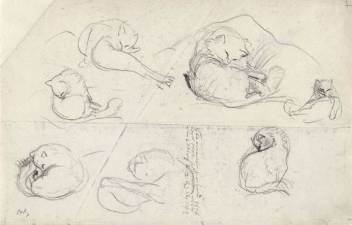 Sketches of a cat