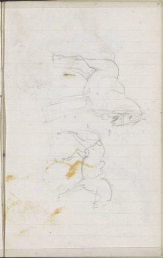 Horses