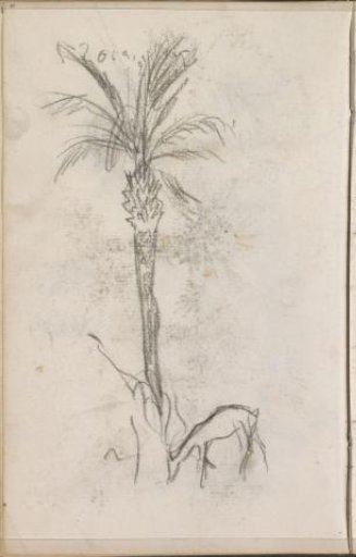 Palm Tree