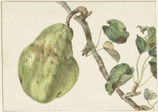 Pear on a Branch