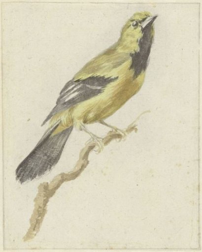 Yellow Troupial (Icterus nigrogularis)