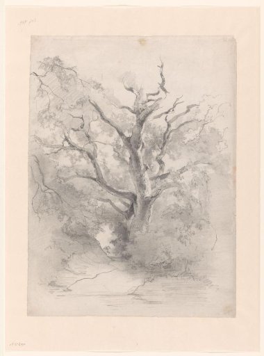 Tree Study, of an Old Oak in a Forest