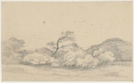 Dune landscape Zorgvliet