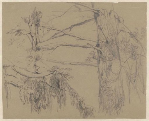 Sketch sheet with plant and tree study