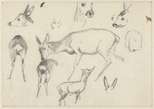Study sheet with deer