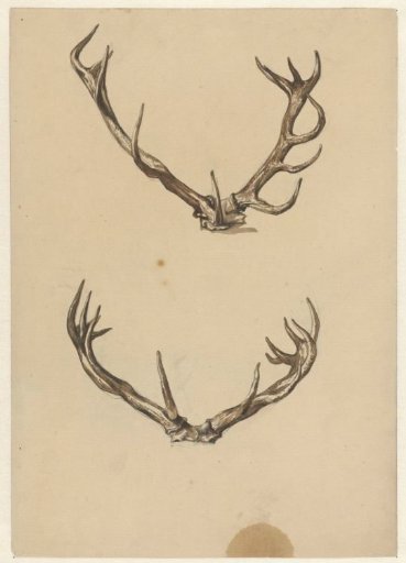 Two antlers