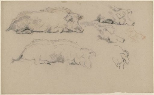Sketch sheet with studies of lying pigs