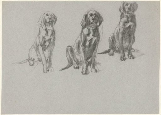Three studies of a sitting dog