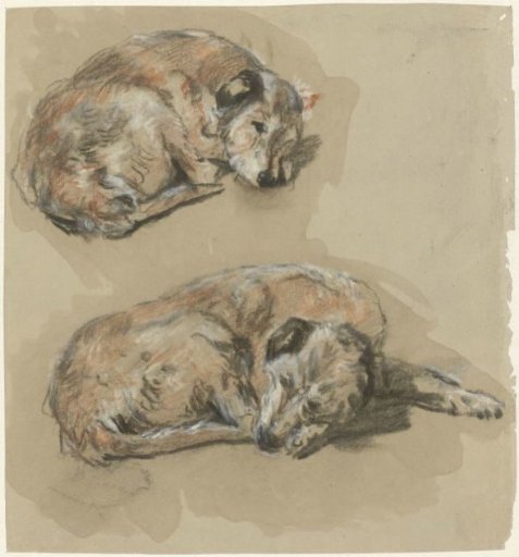 Two studies of a lying dog