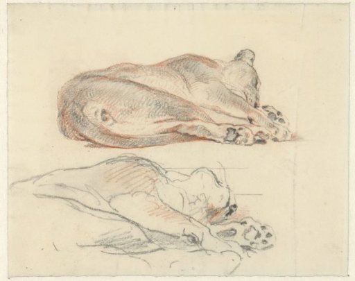 Two studies of a recumbent tiger