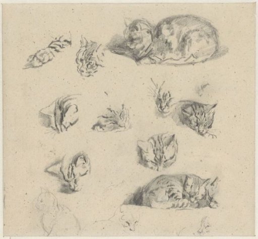 Studies of a cat