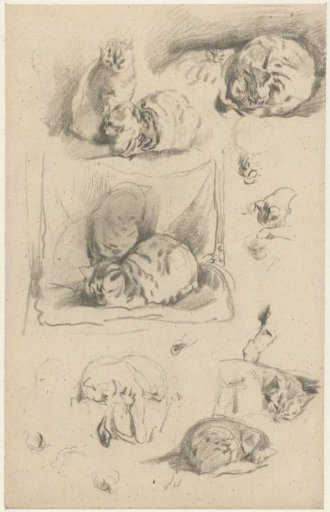 Studies of cats