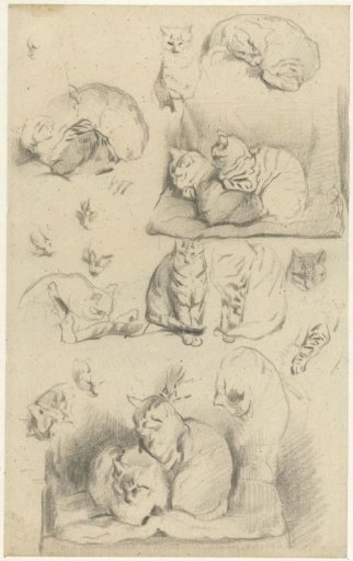Studies of cats