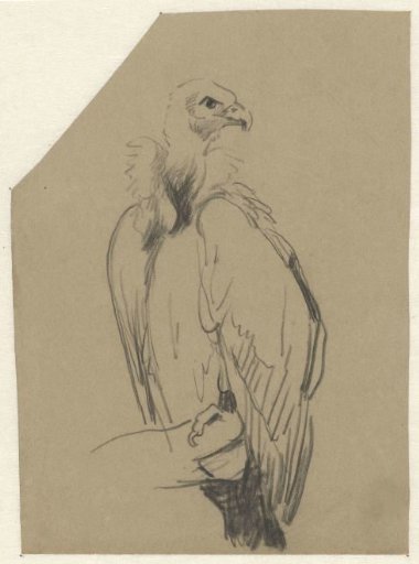 Hooded vulture