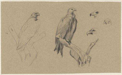 Studies of an eagle