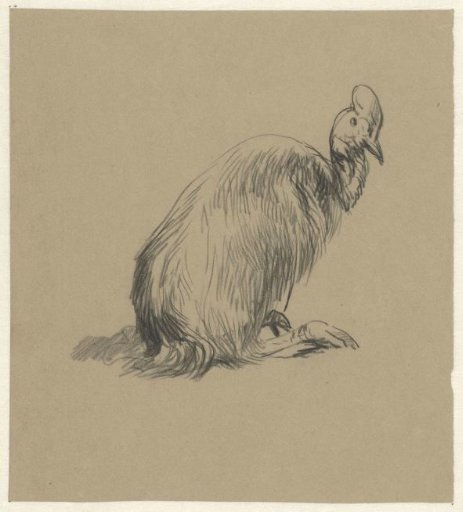 Cassowaries