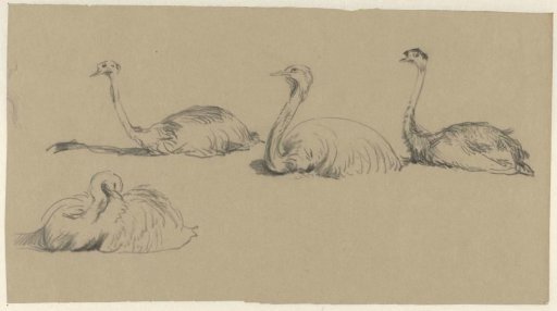 Emus
