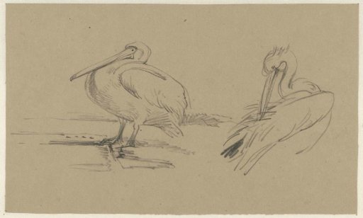 Pelicans