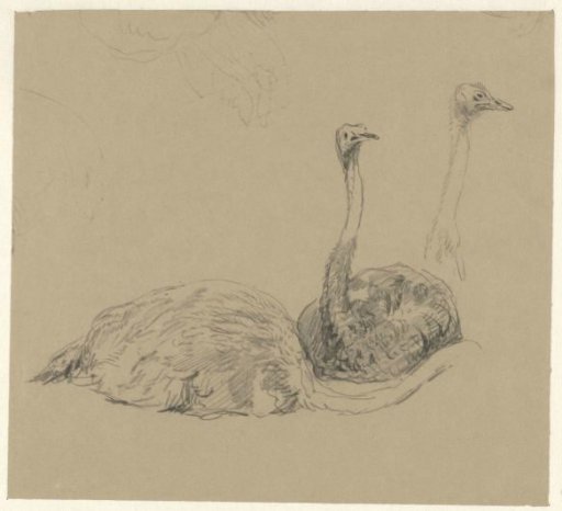 Ostriches