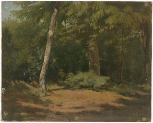 Clearing in the forest