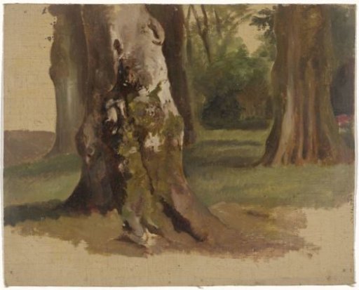 Tree trunks