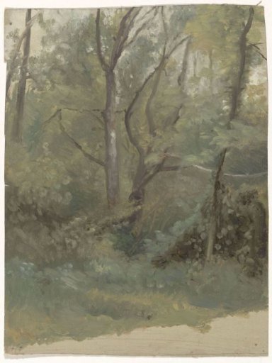 Forest view