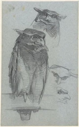 Studies of an owl