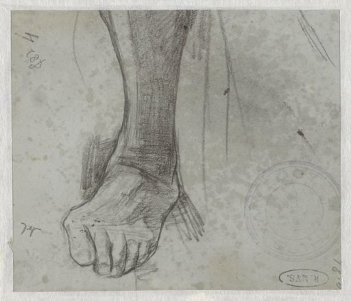 Study of a left foot