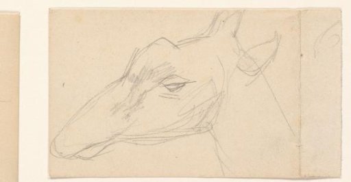 Study of a giraffe's head