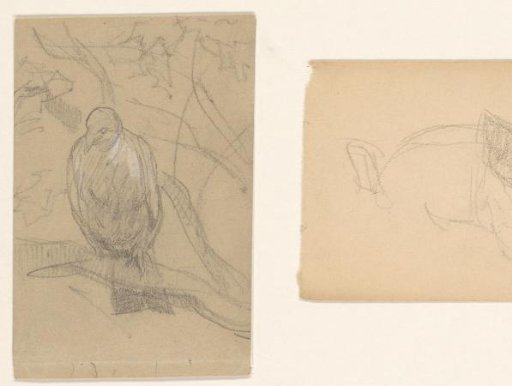 Pigeon on a branch in a tree