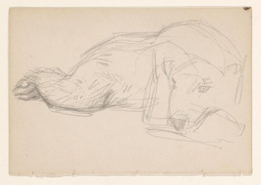 Sketch of a recumbent polar bear