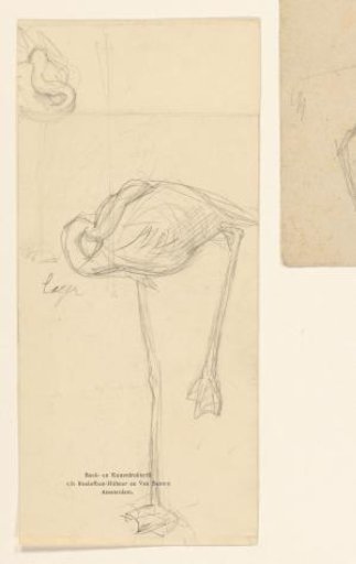Sketch sheet with studies of flamingos