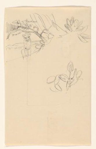 Sketch Sheet with a Lion Cub