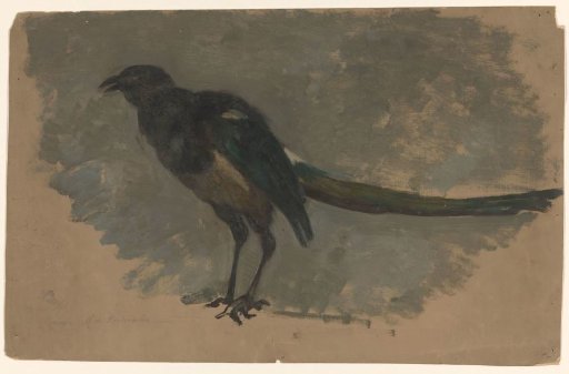 Study of a magpie