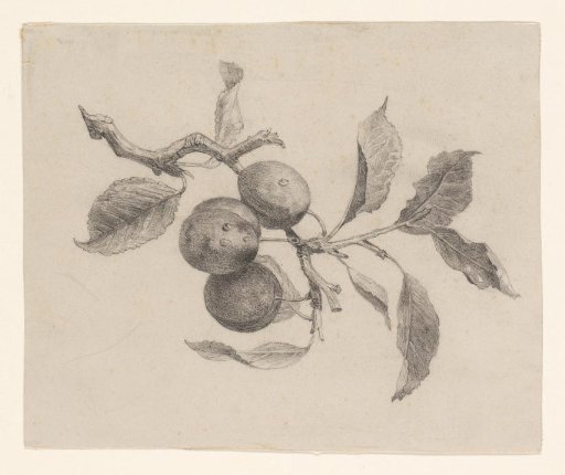 Branch with plums