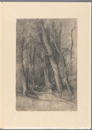 Forest landscape near Delden