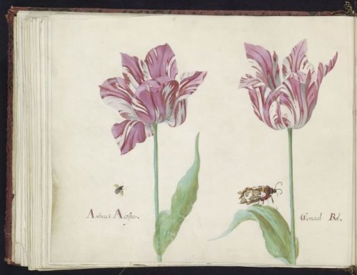 Two Tulips with Flying Beetle and Bear Moth