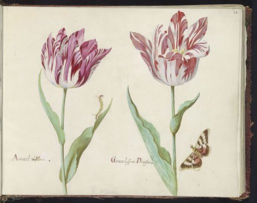 Two tulips with caterpillar and butterfly